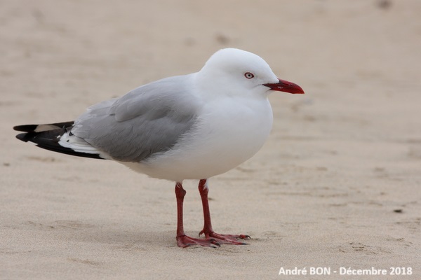 Mouette argentée (Chroicocephalus novaehollandiae)