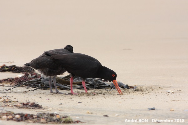 Huîtrier variable (Haematopus unicolor)