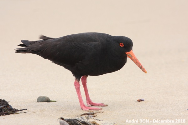 Huîtrier variable (Haematopus unicolor)