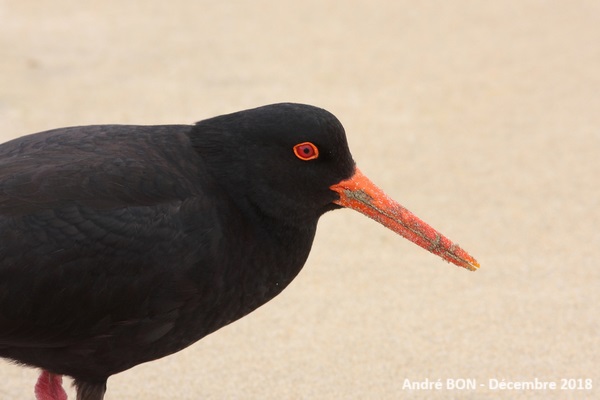 Huîtrier variable (Haematopus unicolor)