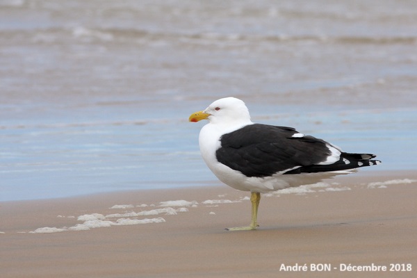 Goéland dominicain (Larus dominicanus)