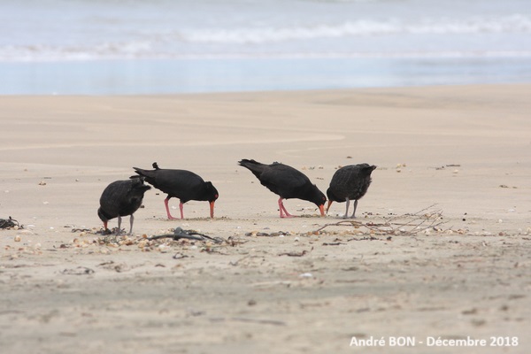 Huîtrier variable (Haematopus unicolor)