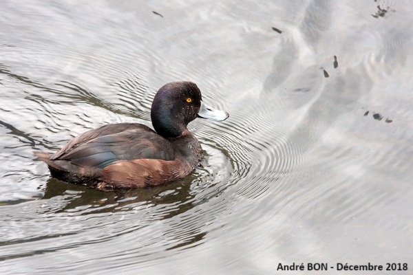 Fuligule de Nouvelle-Zélande (Aythya novaeseelandiae)