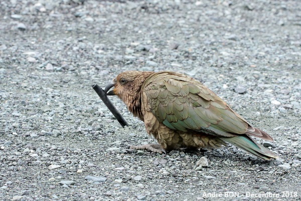 Nestor kéa (Nestor notabilis)