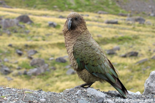 Nestor kéa (Nestor notabilis)