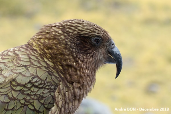 Nestor kéa (Nestor notabilis)