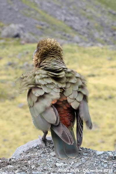 Nestor kéa (Nestor notabilis)