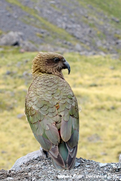 Nestor kéa (Nestor notabilis)