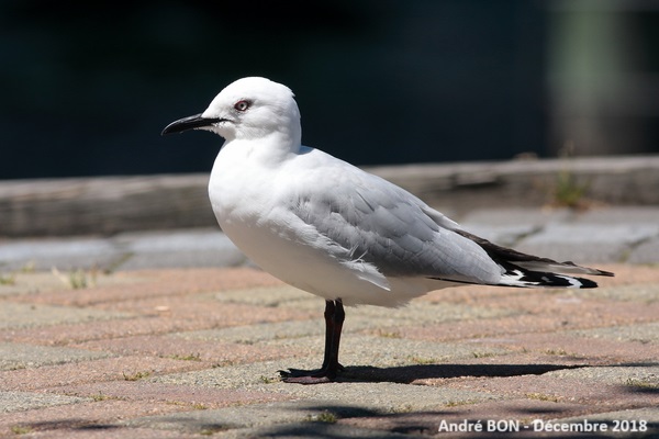 Mouette de Buller (Chroicocephalus bulleri)