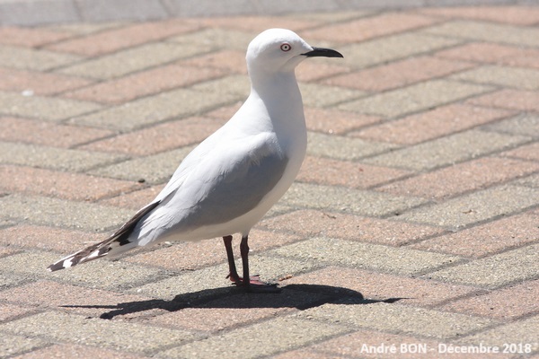 Mouette de Buller (Chroicocephalus bulleri)