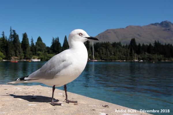 Mouette de Buller (Chroicocephalus bulleri)