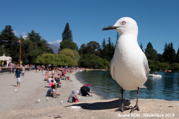 Mouette de Buller (Chroicocephalus bulleri)