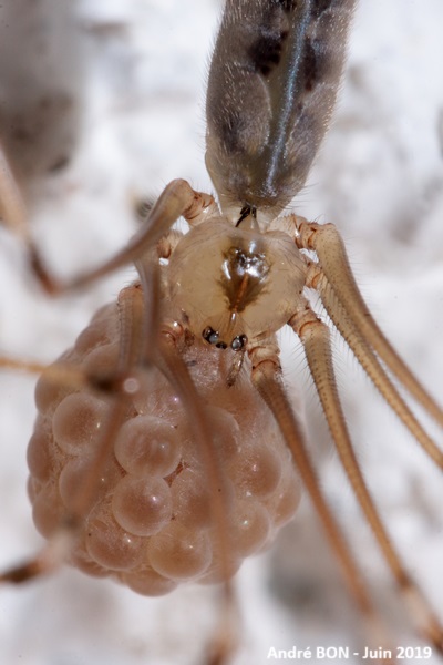 Pholque phalangide (Pholcus phalangioides)