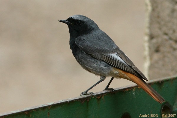 Rougequeue noir - Phoenicurus ochruros