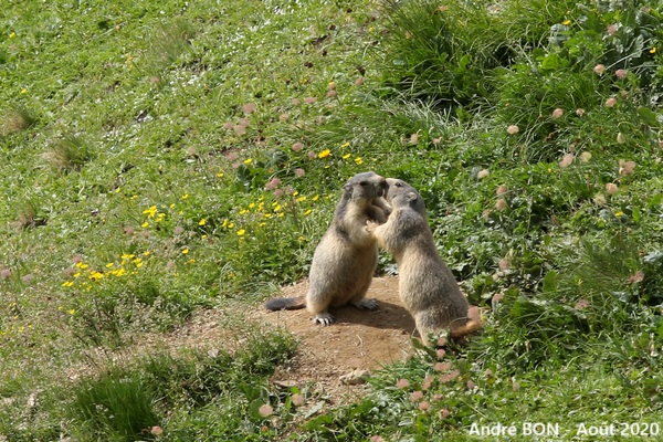 Alpine Marmot (Marmota marmota)