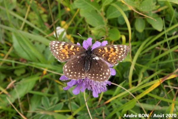 Mélitée noirâtre (Melitaea diamina)