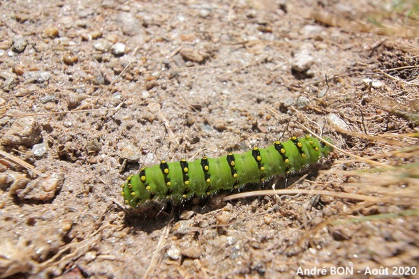 Petit Paon de Nuit (Saturnia pavonia)
