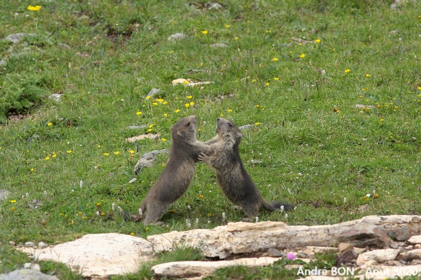 Alpine Marmot (Marmota marmota)