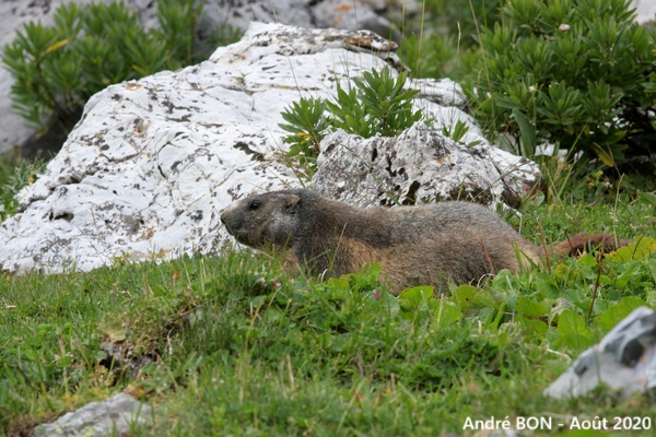 Alpine Marmot (Marmota marmota)