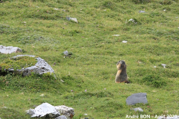 Alpine Marmot (Marmota marmota)