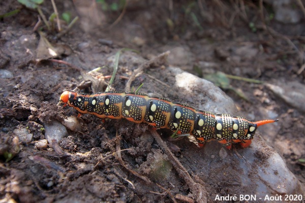 Sphinx de l'Euphorbe (Hyles euphorbiae)