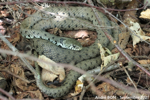Couleuvre helvétique (Natrix helvetica)