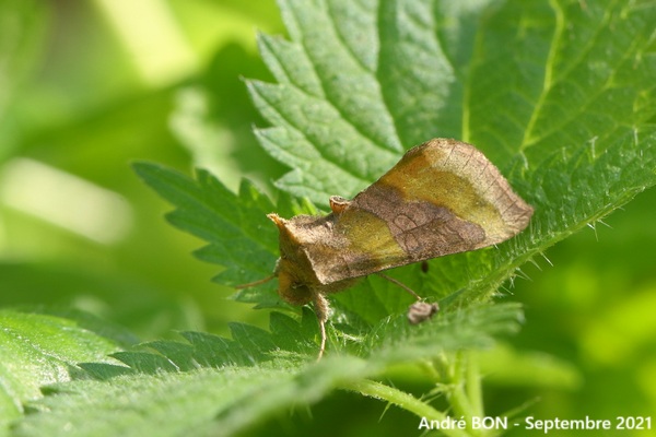 Plusie vert-doré (Diachrysia chrysitis)