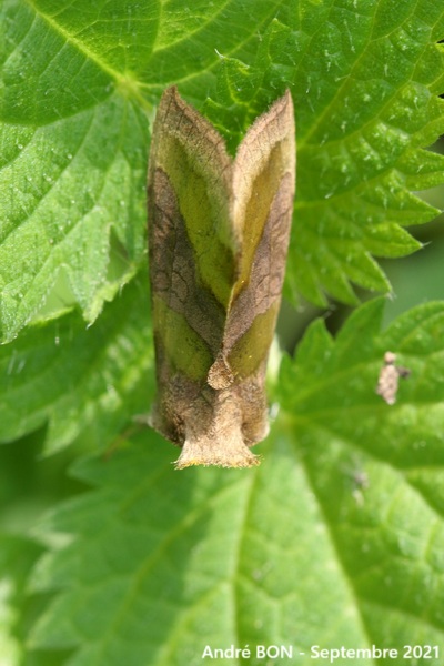 Plusie vert-doré (Diachrysia chrysitis)