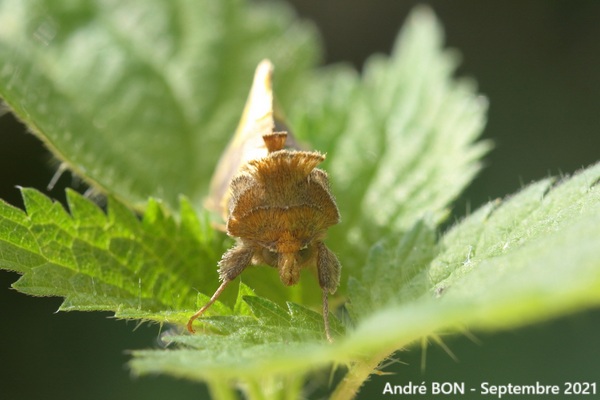 Plusie vert-doré (Diachrysia chrysitis)