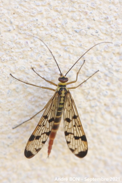 Panorpa cf. germanica
