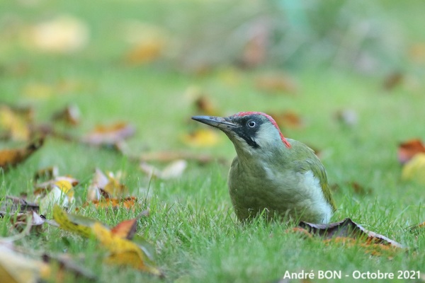 Pic vert (Picus viridis)