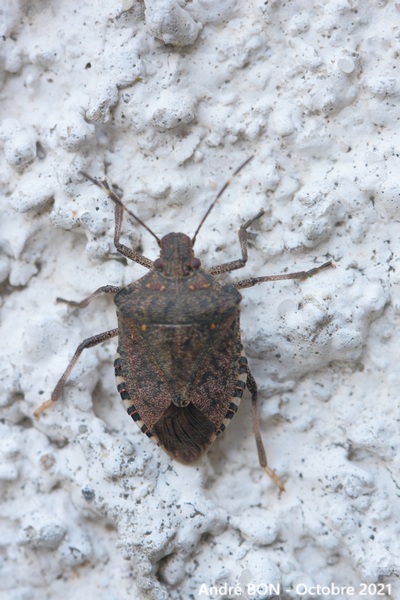 Punaise diabolique (Halyomorpha halys)
