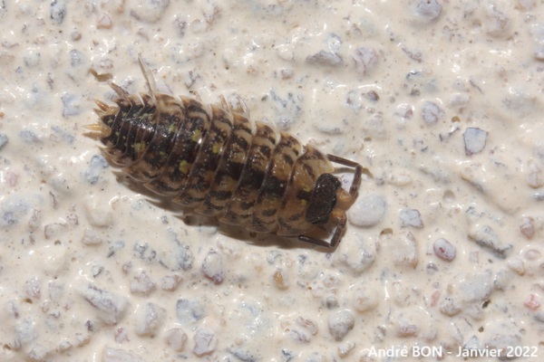 Aselle des murs (Oniscus asellus)