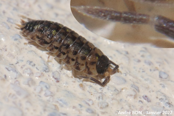 Aselle des murs (Oniscus asellus)