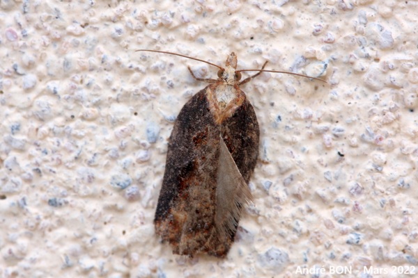 Acléride des Saules (Acleris hastiana)