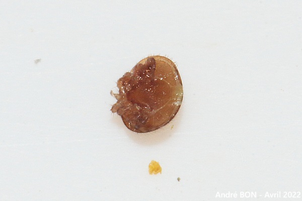 Varroa destructeur (Varroa destructor)