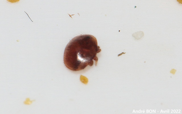 Varroa destructeur (Varroa destructor)