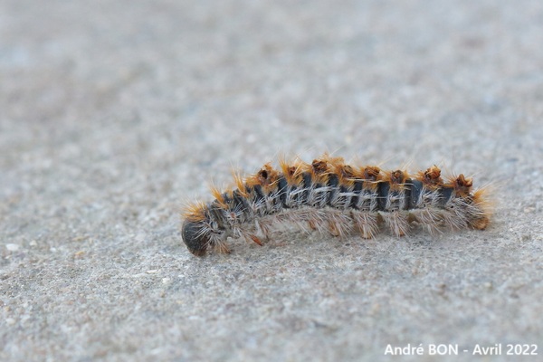 Processionnaire du pin (Thaumetopoea pityocampa)