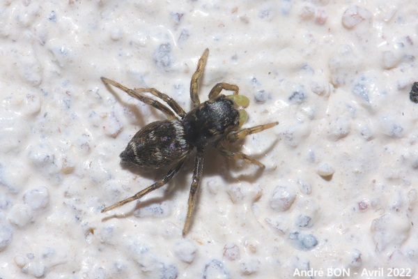 Heliophanus cupreus
