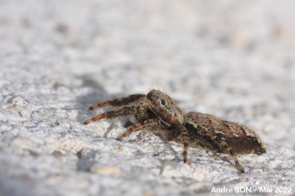 Marpissa muscosa