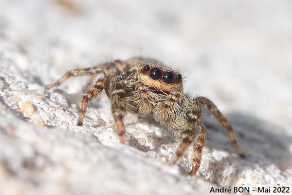 Marpissa muscosa