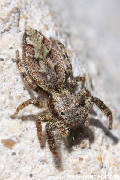 Marpissa muscosa
