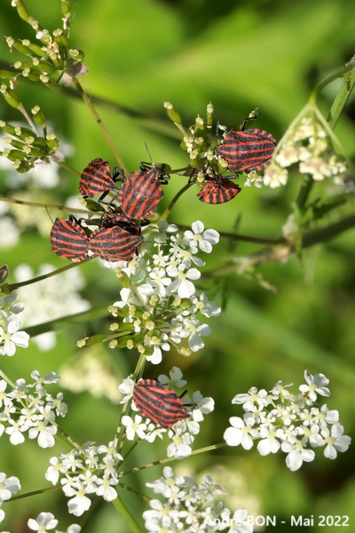 Punaise arlequin (Graphosoma italicum)