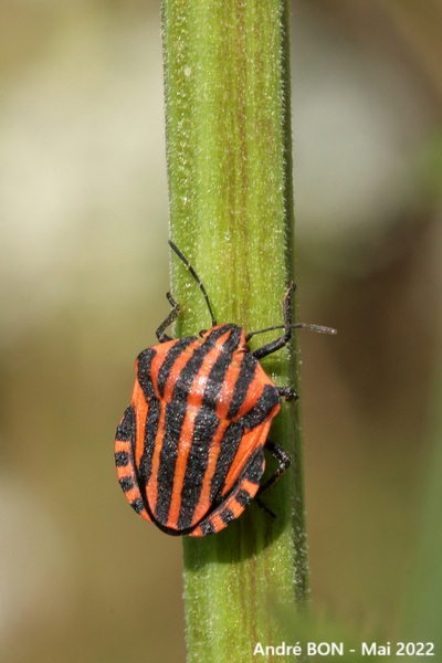 Punaise arlequin (Graphosoma italicum)
