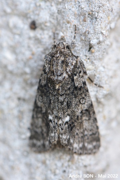 Knot Grass (Acronicta rumicis)
