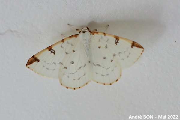 Citronnelle rouillée (Opisthograptis luteolata)
