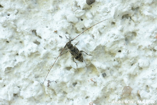 Leiopus femoratus
