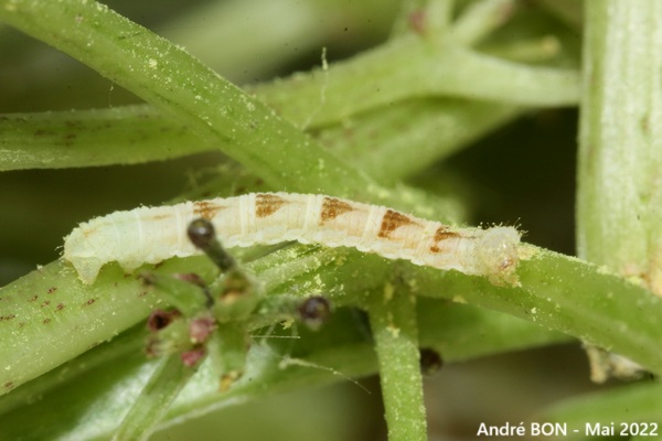 Eupithécie couronnée (Chloroclystis v-ata)