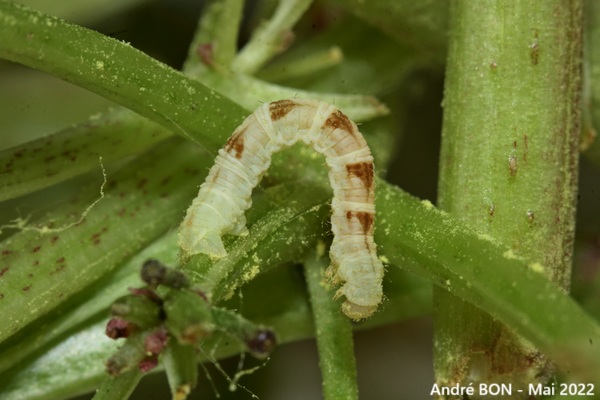 Eupithécie couronnée (Chloroclystis v-ata)