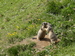 Marmotte des Alpes (Marmota marmota) 4